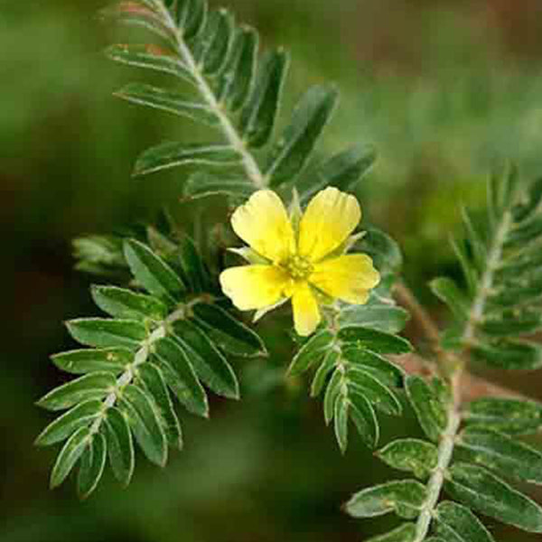 15 things you should  know about Tribulus
